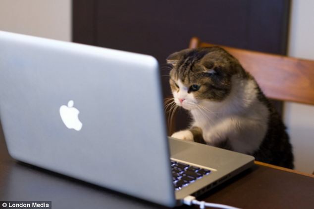 cat computer